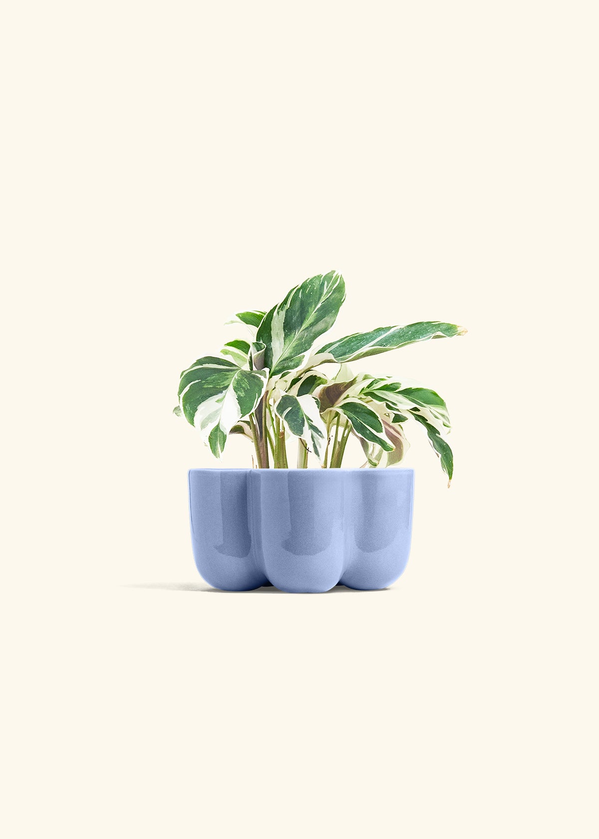 Calathea Fusion White in a 4 inches in a Blue Petal Planter