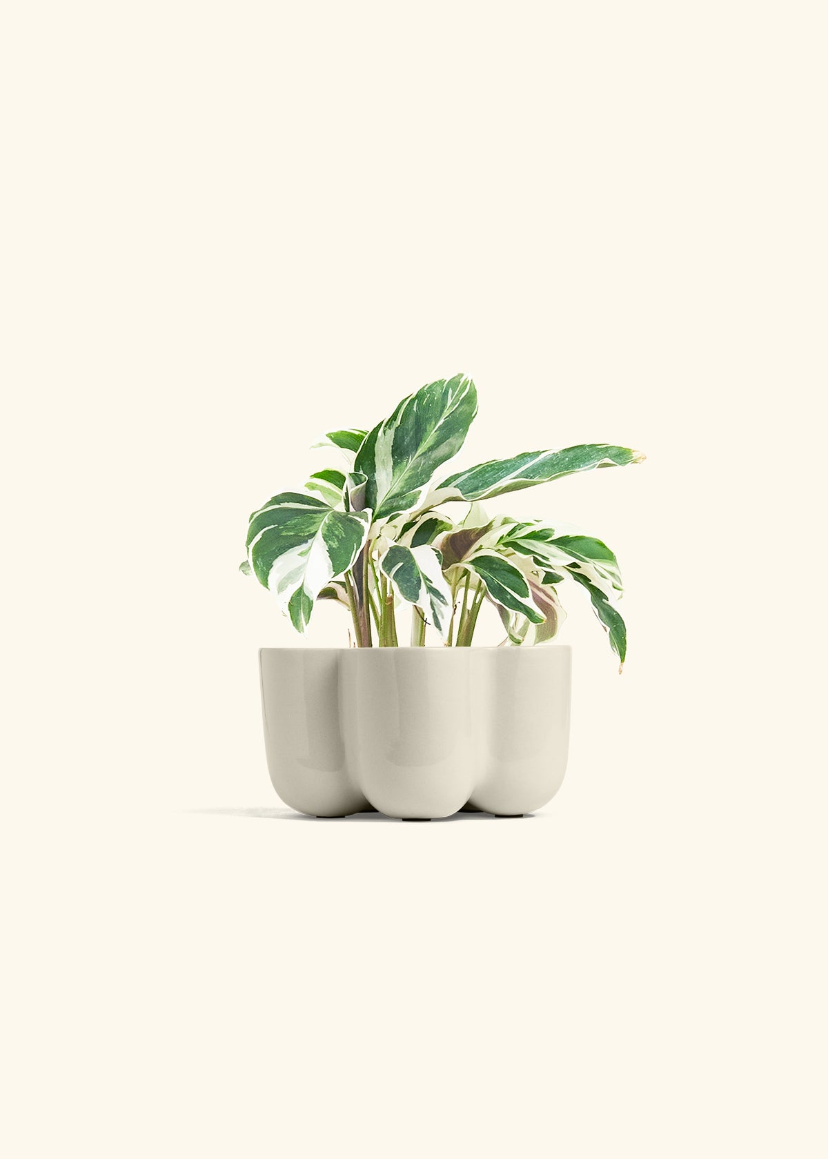 Calathea Fusion White in a 4 inches in a Oat Petal Planter
