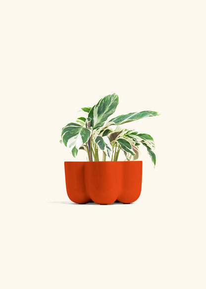 Calathea Fusion White in a 4 inches in a Red Petal Planter