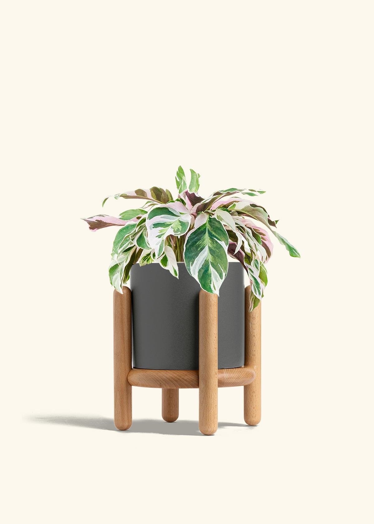 Calathea Fusion White in a 6 inches Charcoal Classic Cylinder Planter in a Beech Wood Stand