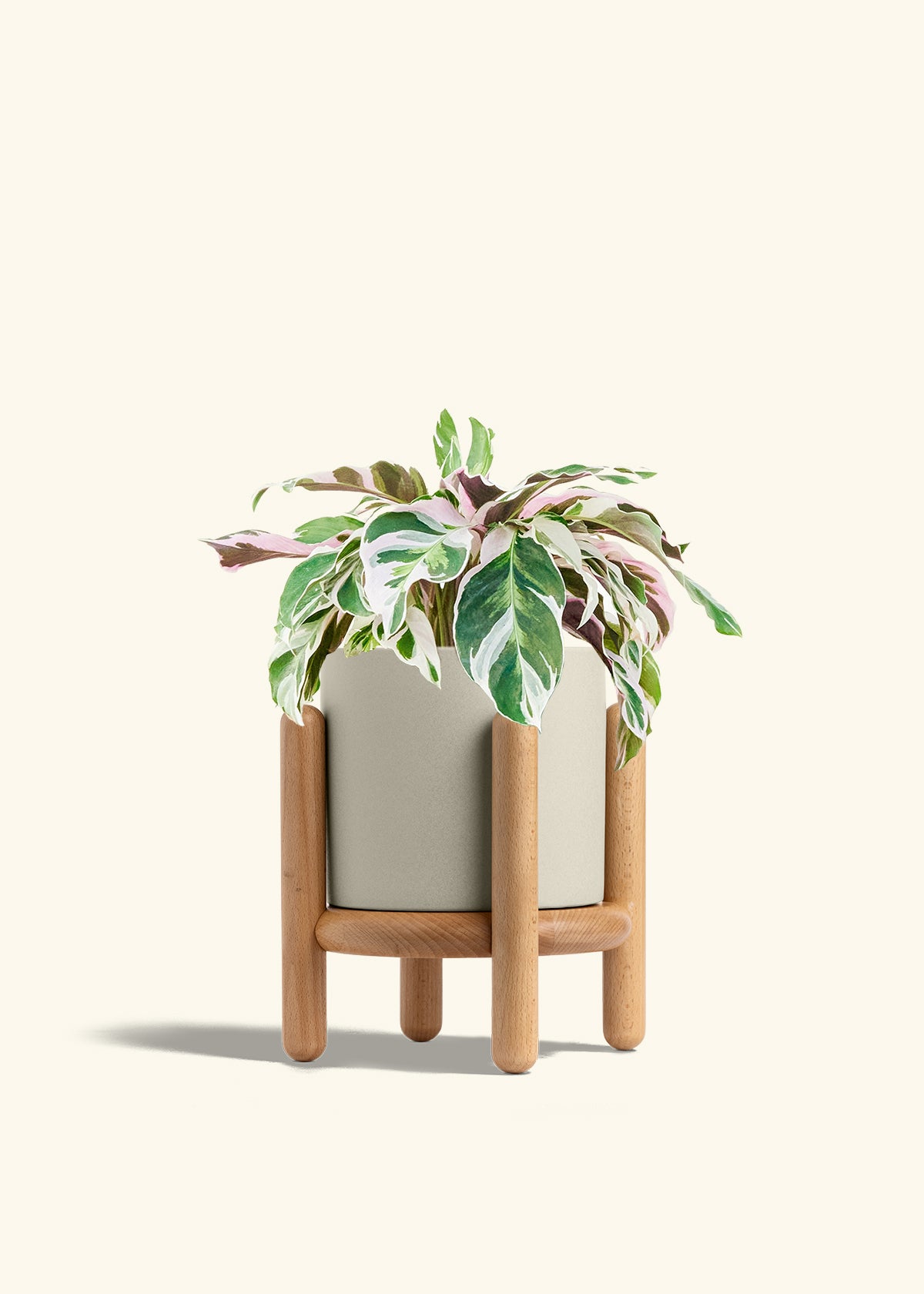 Calathea Fusion White in a 6 inches Oat Classic Cylinder Planter in a Beech Wood Stand