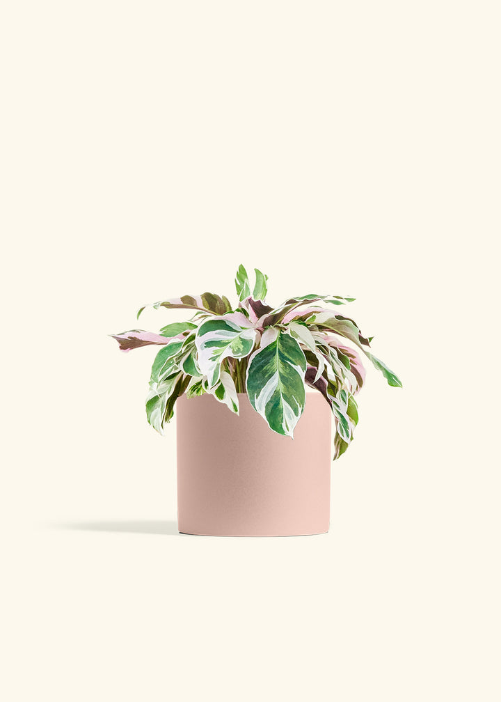 Calathea Fusion White in a 6 inches Pink Classic Cylinder Planter 