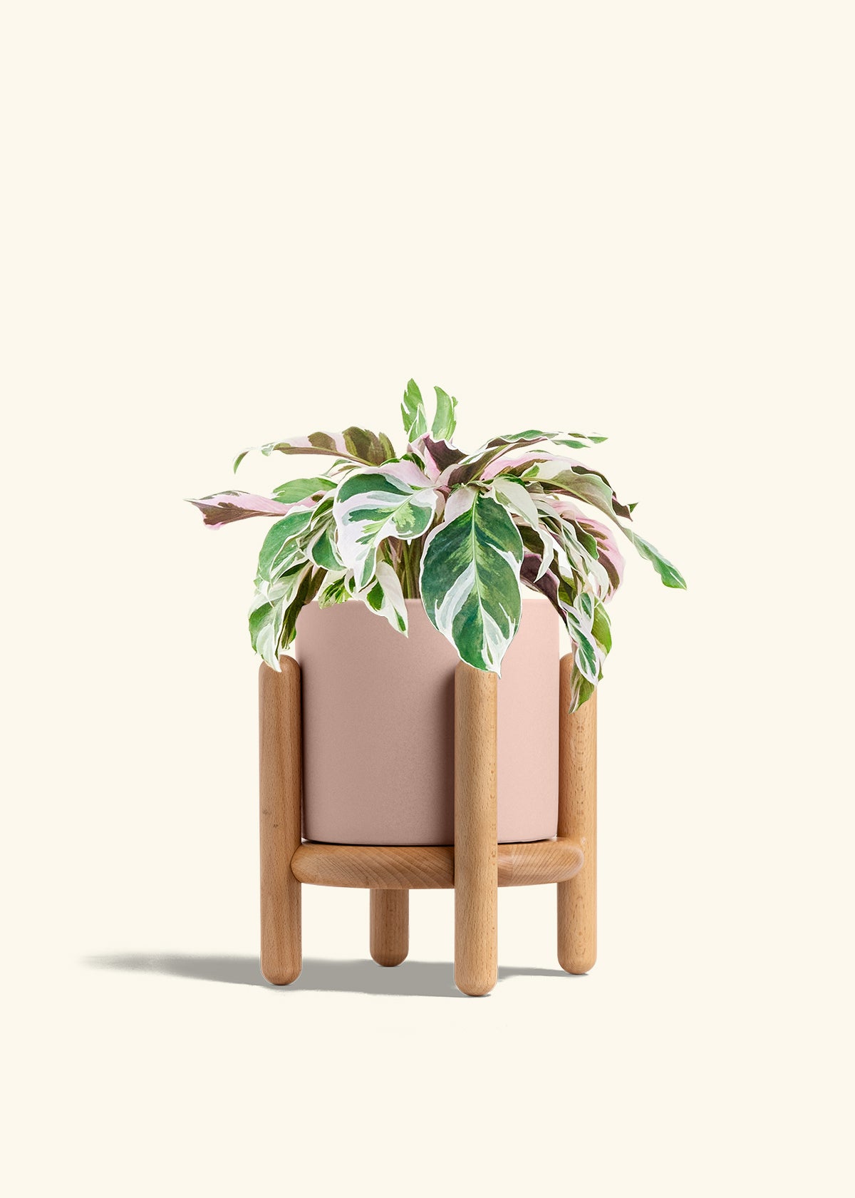 Calathea Fusion White in a 6 inches Pink Classic Cylinder Planter in a Beech Wood Stand