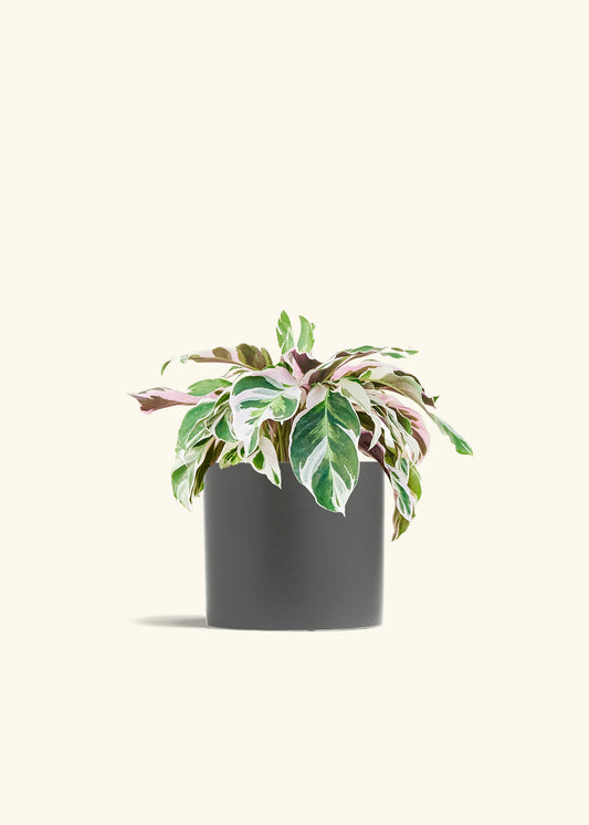 Calathea Fusion White in a 6 inches Charcoal Classic Cylinder Planter 