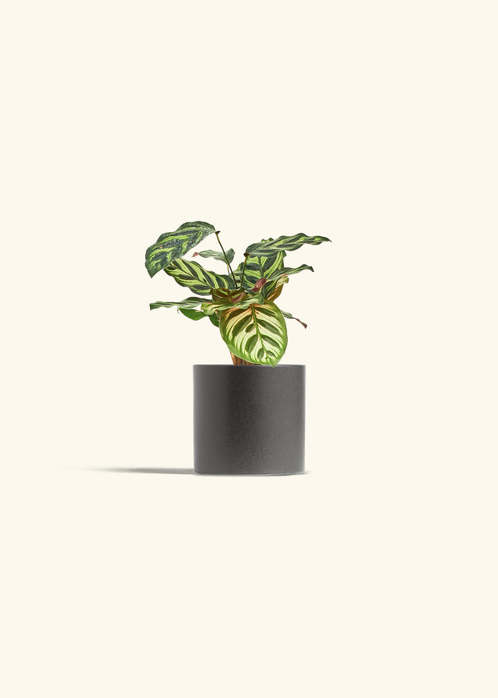 Peacock Calathea in a 4 inches Charcoal Classic Cylinder Planter 