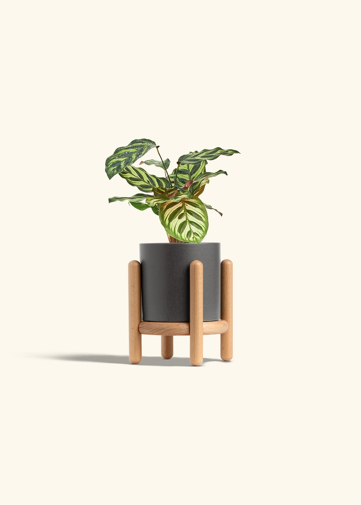 Peacock Calathea in a 4 inches Charcoal Classic Cylinder Planter in a Beech Wood Stand