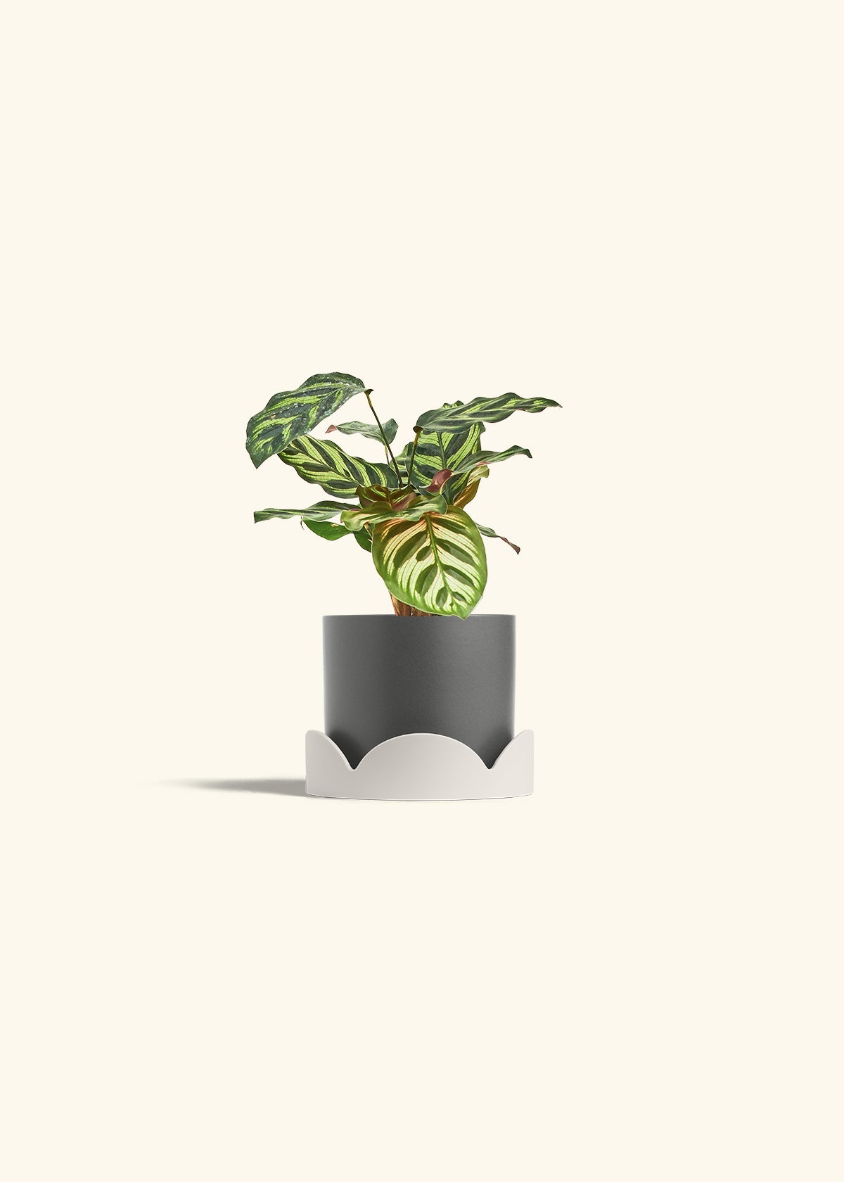 Peacock Calathea in a 4 inches Charcoal Classic Cylinder Planter in a Oat Petal Drip Tray