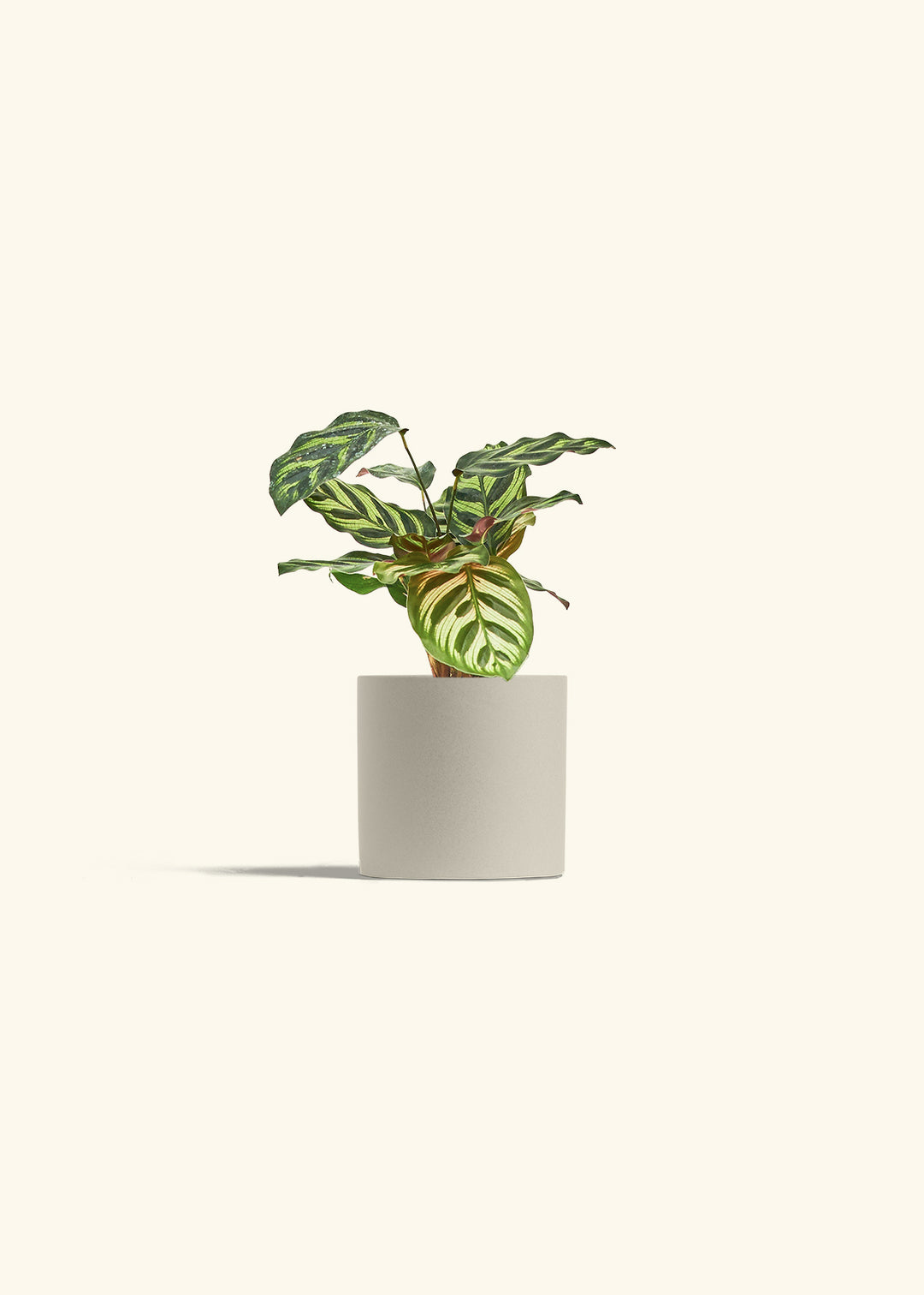 Peacock Calathea in a 4 inches Oat Classic Cylinder Planter 