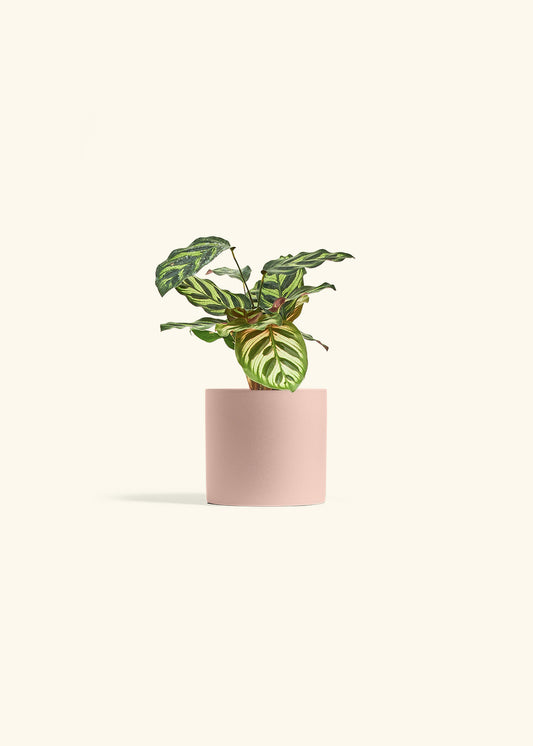 Peacock Calathea in a 4 inches Pink Classic Cylinder Planter 