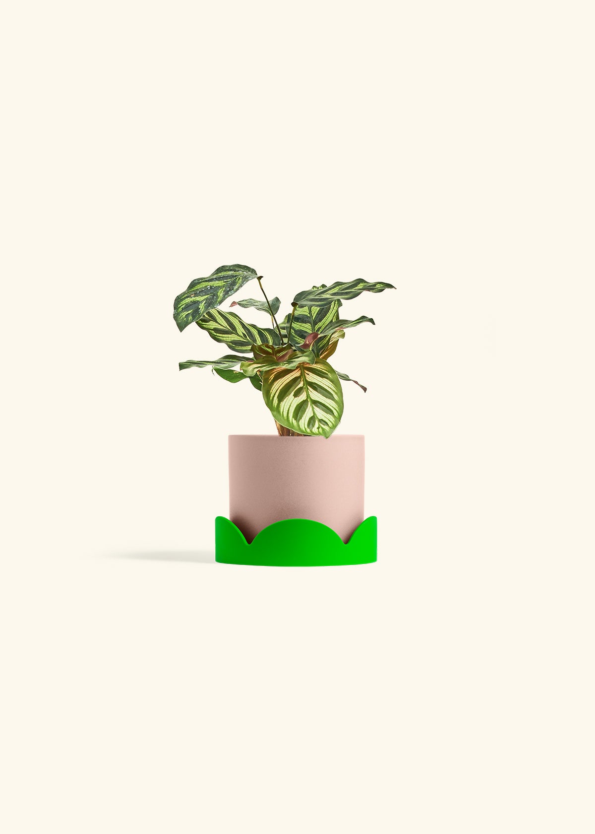 Peacock Calathea in a 4 inches Pink Classic Cylinder Planter in a Shamrock Petal Drip Tray