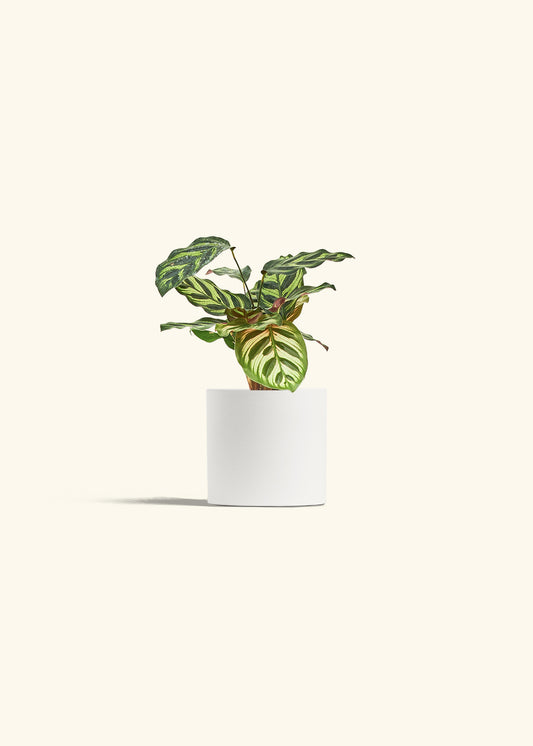 Peacock Calathea in a 4 inches White Classic Cylinder Planter 