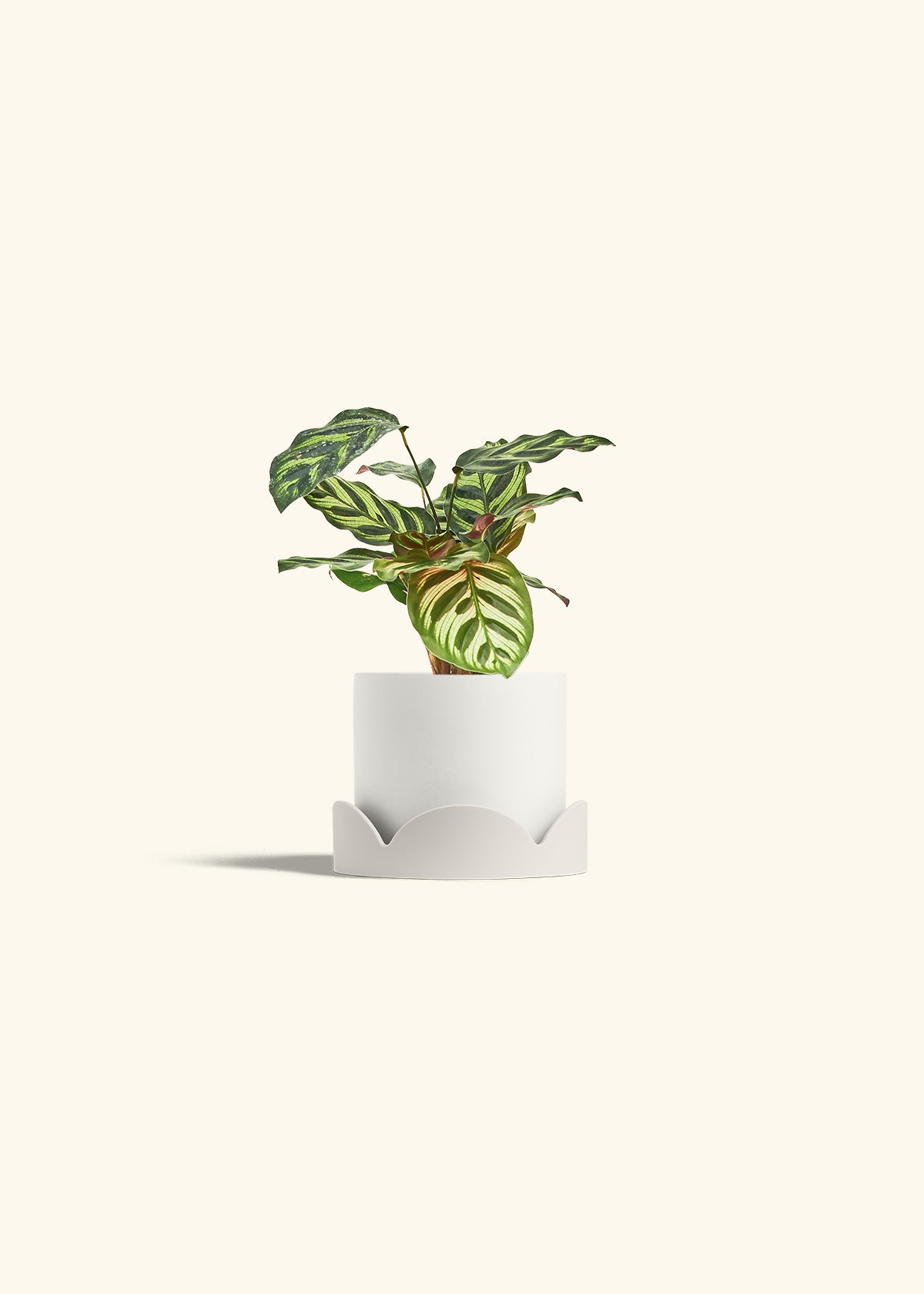 Peacock Calathea in a 4 inches White Classic Cylinder Planter in a Oat Petal Drip Tray
