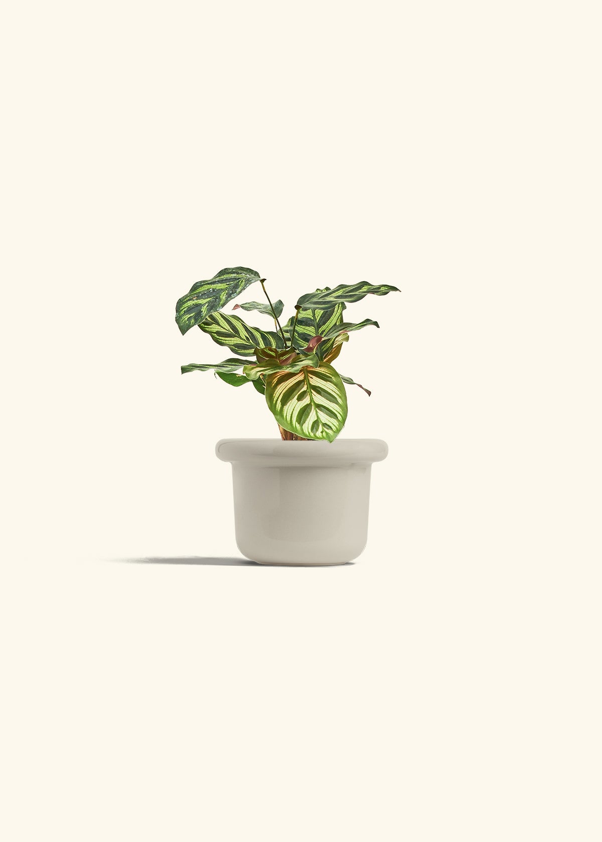 Peacock Calathea in a 4 inches Fat Lip Oat Planter 