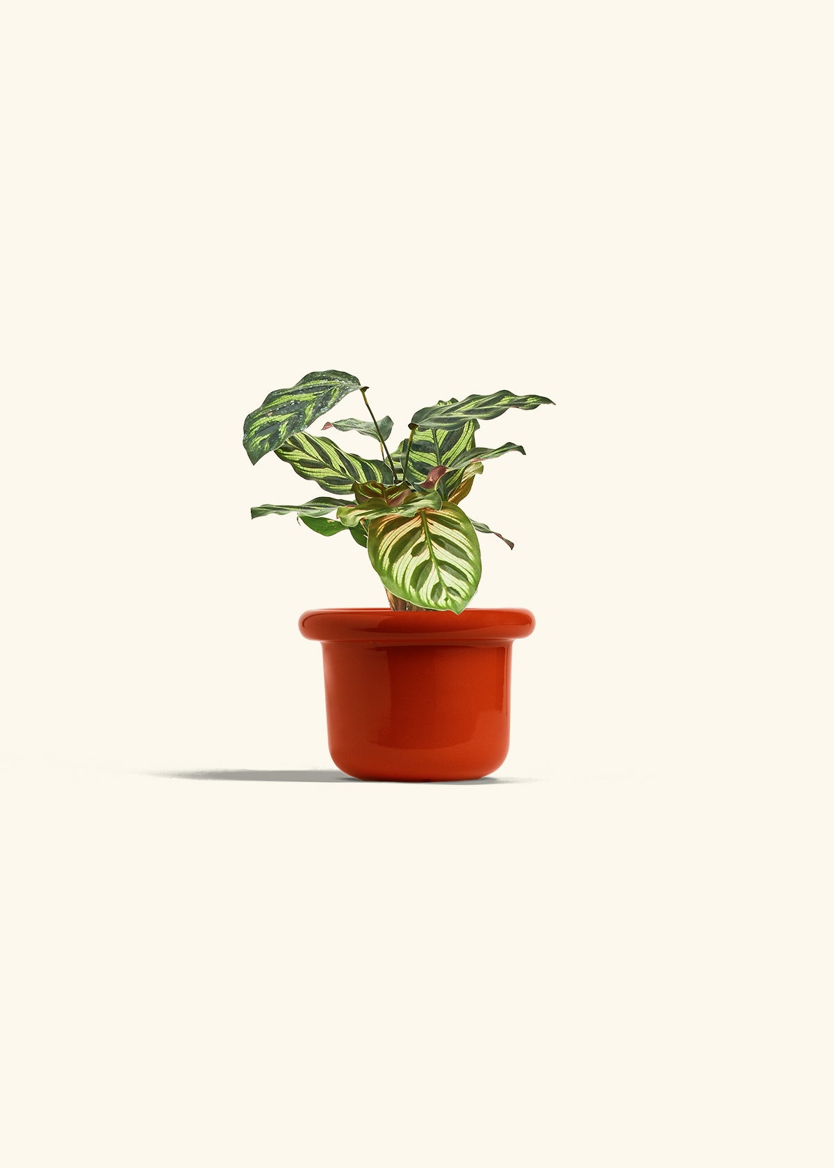 Peacock Calathea in a 4 inches Fat Lip Red Planter 