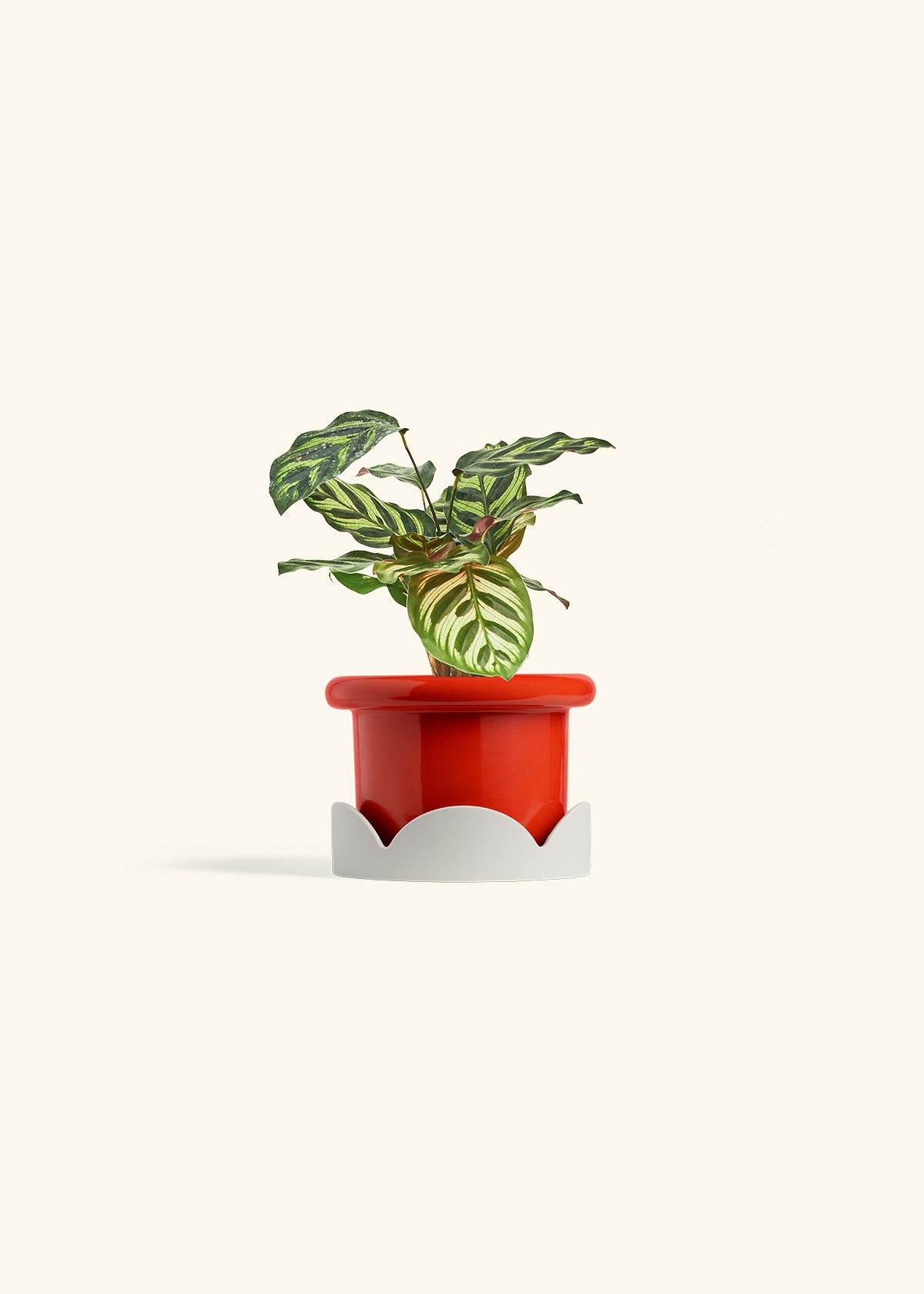 Peacock Calathea in a 4 inches Fat Lip Red Planter in a Oat Petal Drip Tray
