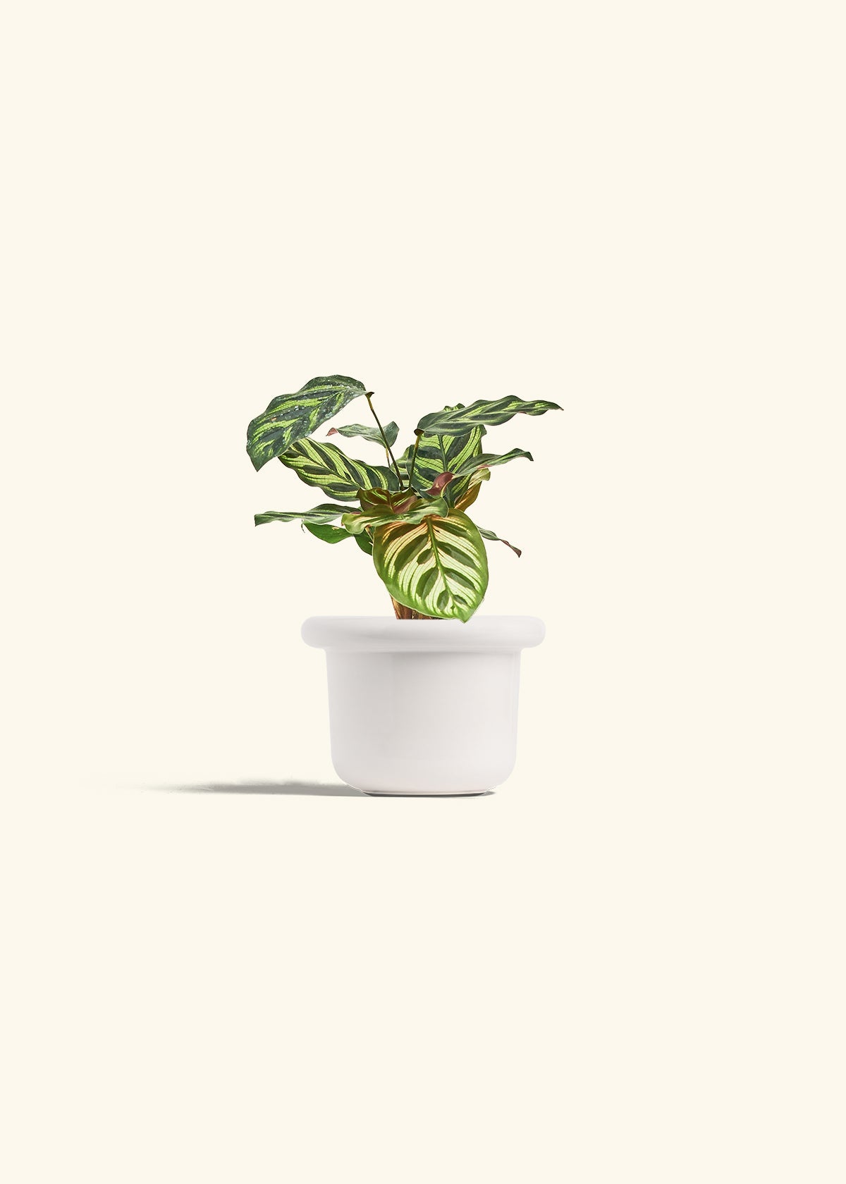 Peacock Calathea in a 4 inches Fat Lip White Planter 