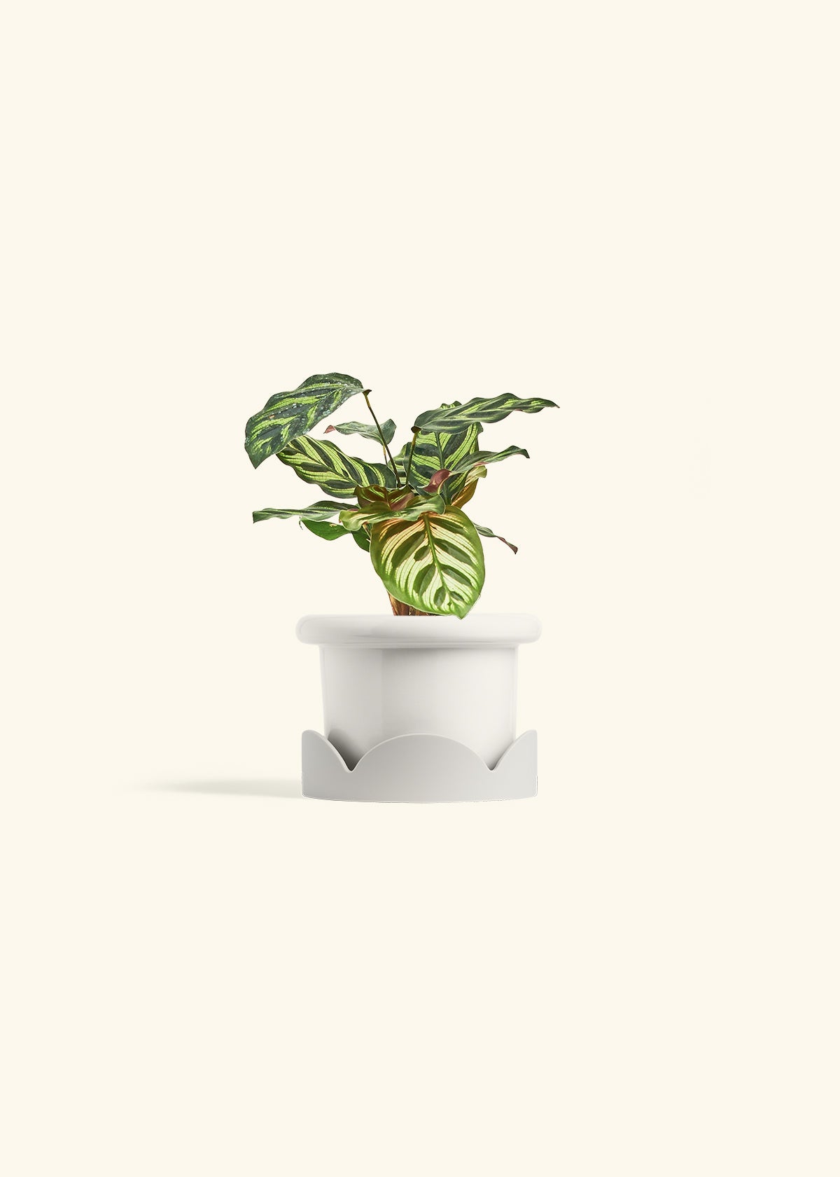Peacock Calathea in a 4 inches Fat Lip White Planter in a Oat Petal Drip Tray