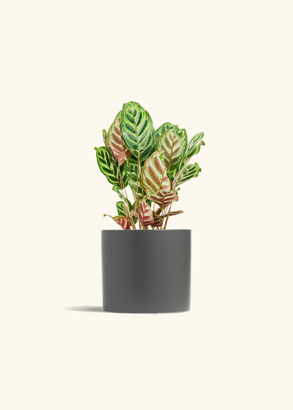 Peacock Plant in a 6 inches Charcoal Classic Cylinder Planter 