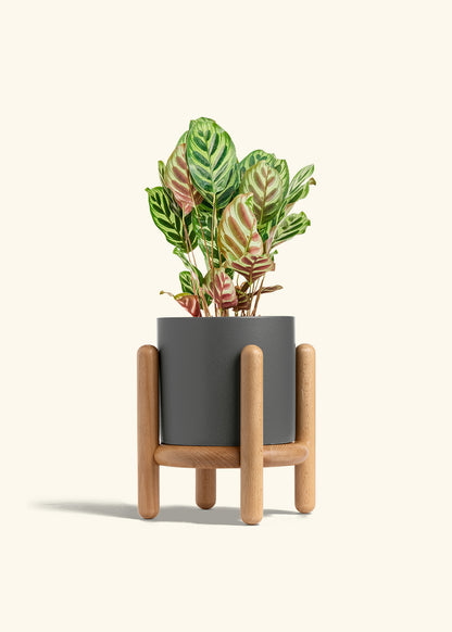 Peacock Plant in a 6 inches Charcoal Classic Cylinder Planter in a Beech Wood Stand