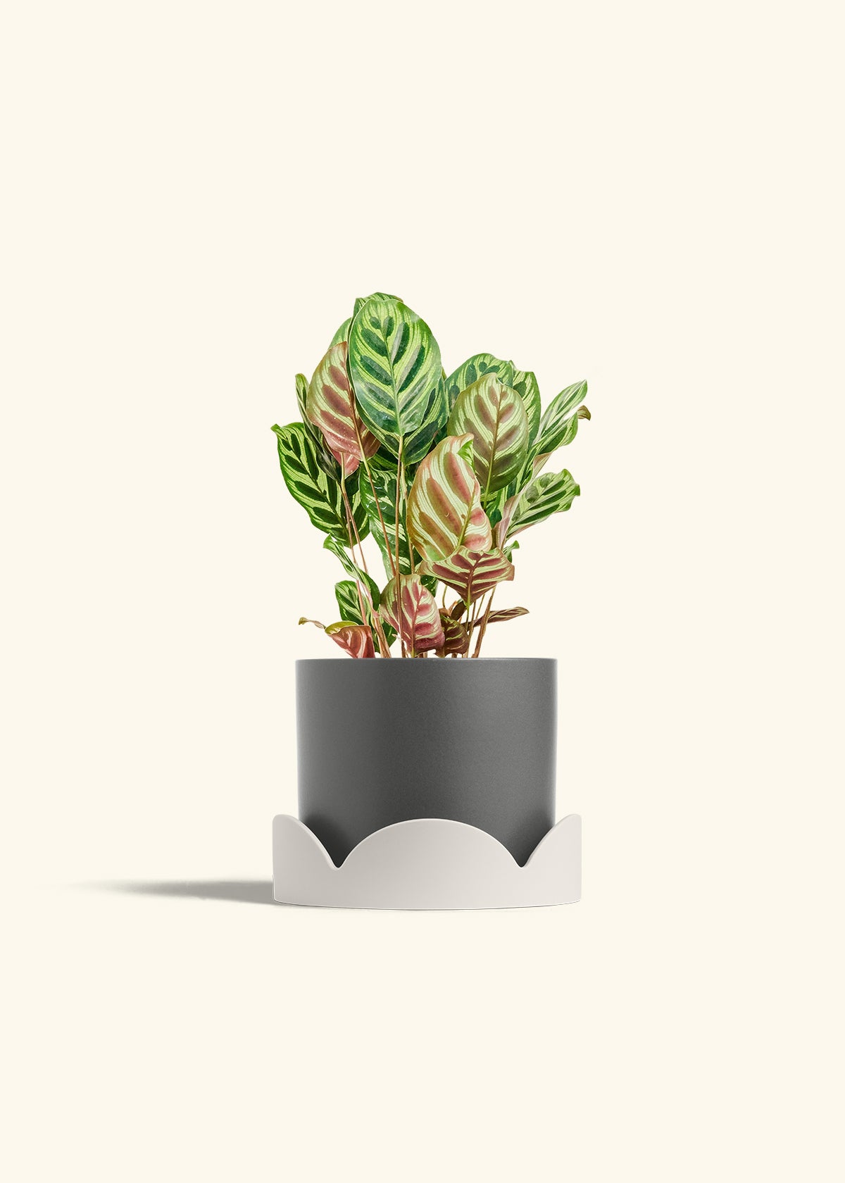 Peacock Plant in a 6 inches Charcoal Classic Cylinder Planter in a Oat Petal Drip Tray