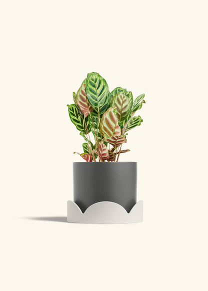 Peacock Plant in a 6 inches Charcoal Classic Cylinder Planter in a Oat Petal Drip Tray
