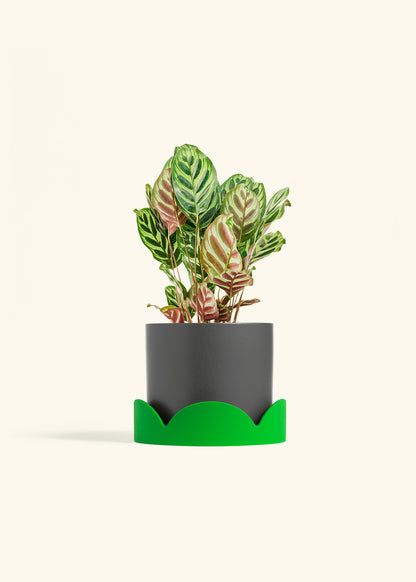 Peacock Plant in a 6 inches Charcoal Classic Cylinder Planter in a Shamrock Petal Drip Tray