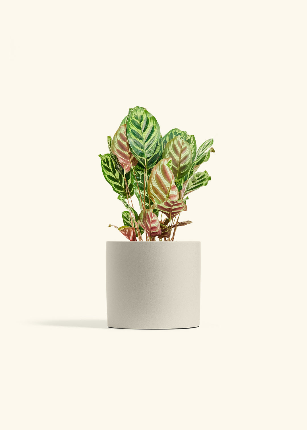 Peacock Plant in a 6 inches Oat Classic Cylinder Planter 