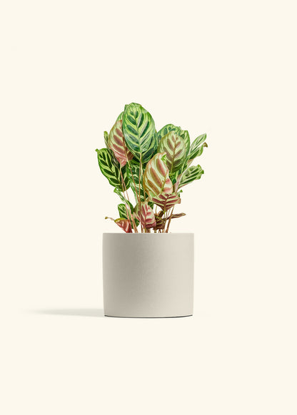 Peacock Plant in a 6 inches Oat Classic Cylinder Planter 