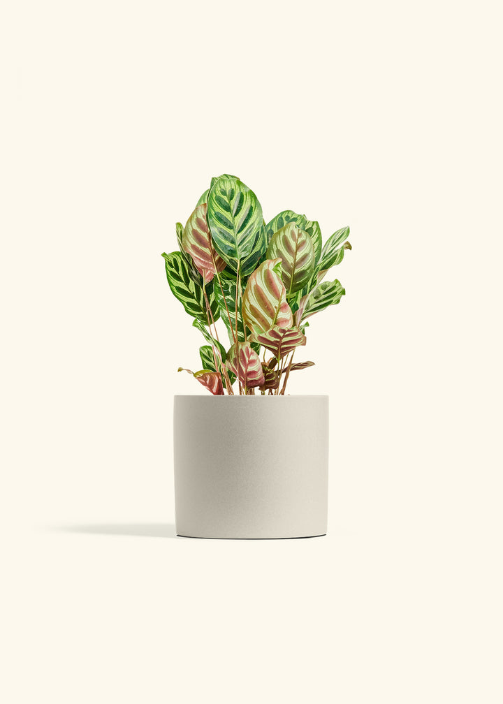 Peacock Plant in a 6 inches Oat Classic Cylinder Planter 