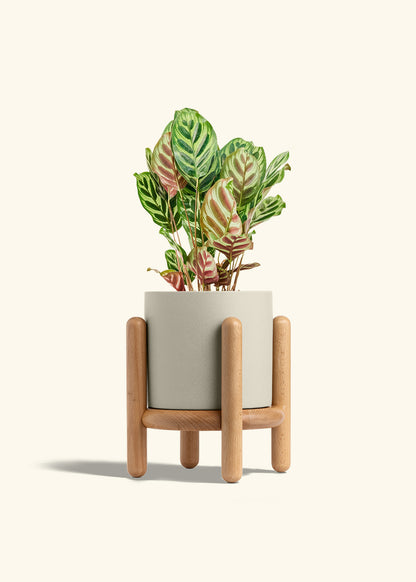 Peacock Plant in a 6 inches Oat Classic Cylinder Planter in a Beech Wood Stand