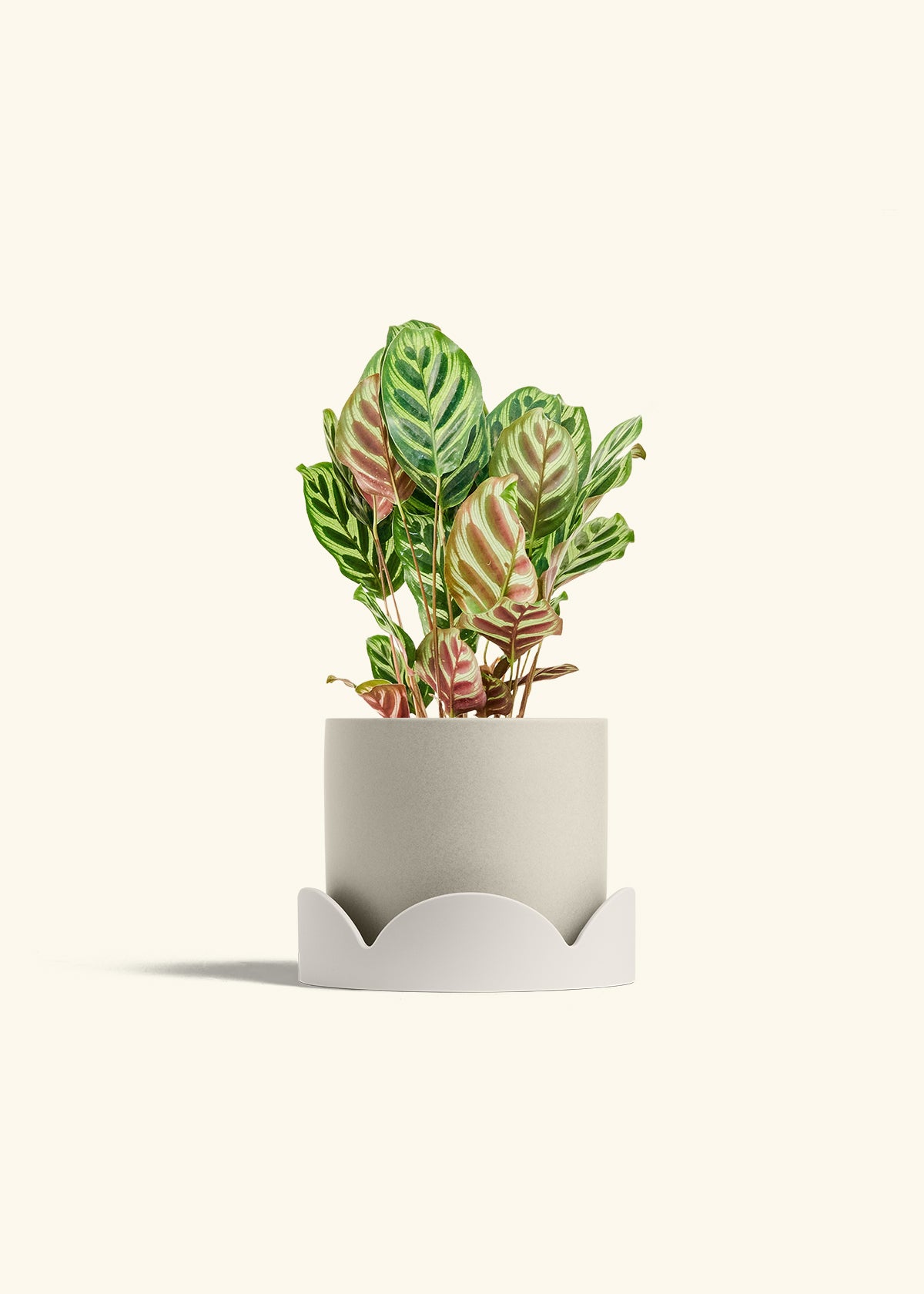 Peacock Plant in a 6 inches Oat Classic Cylinder Planter in a Oat Petal Drip Tray