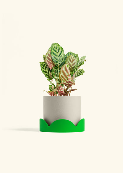 Peacock Plant in a 6 inches Oat Classic Cylinder Planter in a Shamrock Petal Drip Tray