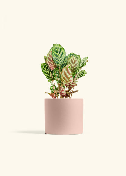 Peacock Plant in a 6 inches Pink Classic Cylinder Planter 