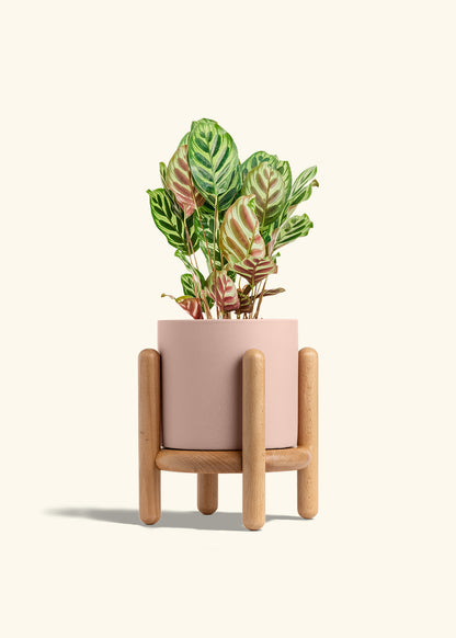 Peacock Plant in a 6 inches Pink Classic Cylinder Planter in a Beech Wood Stand