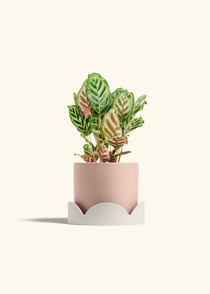 Peacock Plant in a 6 inches Pink Classic Cylinder Planter in a Oat Petal Drip Tray