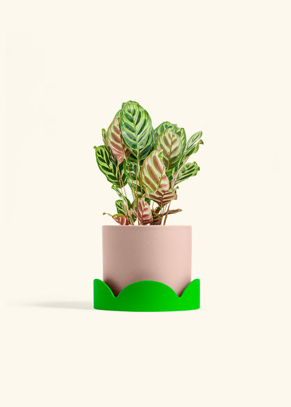 Peacock Plant in a 6 inches Pink Classic Cylinder Planter in a Shamrock Petal Drip Tray