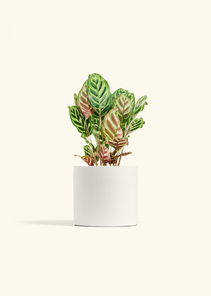 Peacock Plant in a 6 inches White Classic Cylinder Planter 