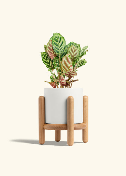 Peacock Plant in a 6 inches White Classic Cylinder Planter in a Beech Wood Stand