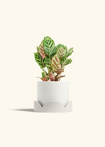Peacock Plant in a 6 inches White Classic Cylinder Planter in a Oat Petal Drip Tray