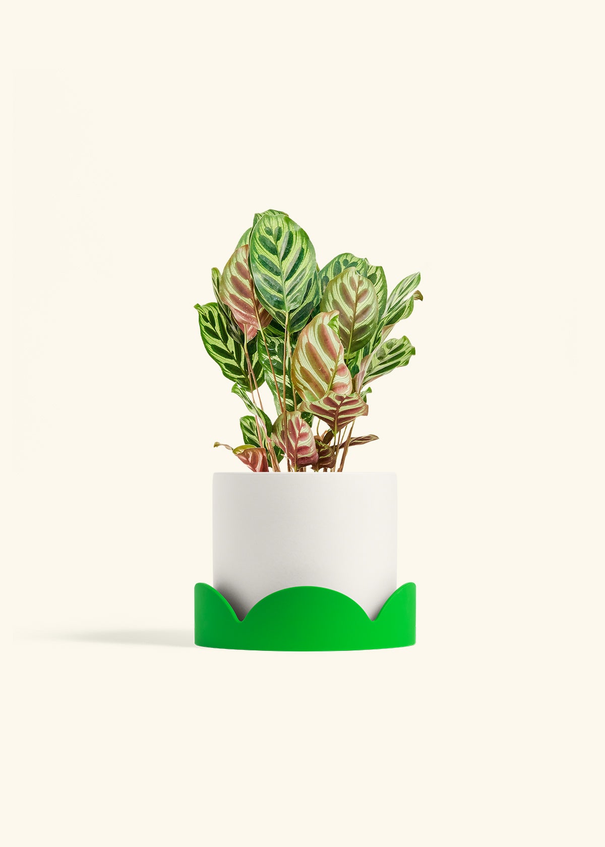 Peacock Plant in a 6 inches White Classic Cylinder Planter in a Shamrock Petal Drip Tray