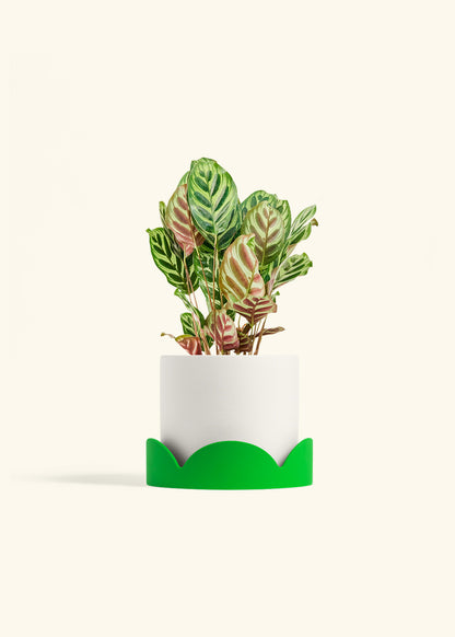 Peacock Plant in a 6 inches White Classic Cylinder Planter in a Shamrock Petal Drip Tray