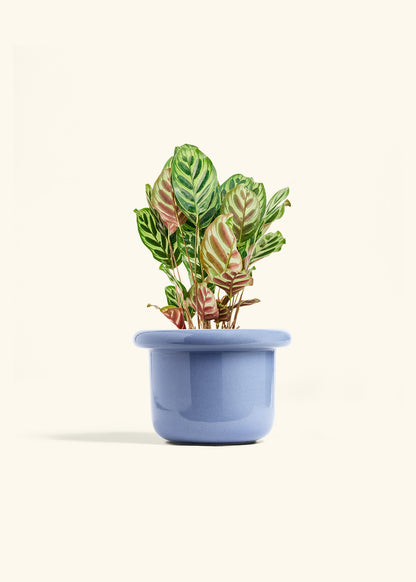 Peacock Plant in a 6 inches Fat Lip Blue Planter 