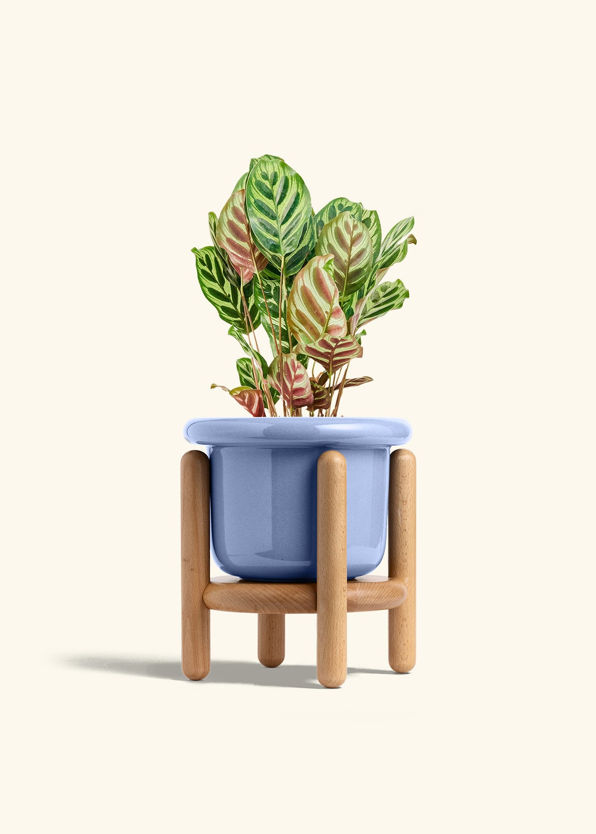 Peacock Plant in a 6 inches Fat Lip Blue Planter in a Beech Wood Stand