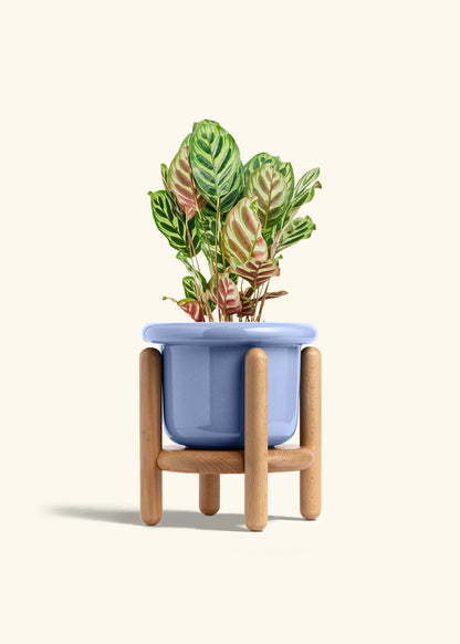 Peacock Plant in a 6 inches Fat Lip Blue Planter in a Beech Wood Stand