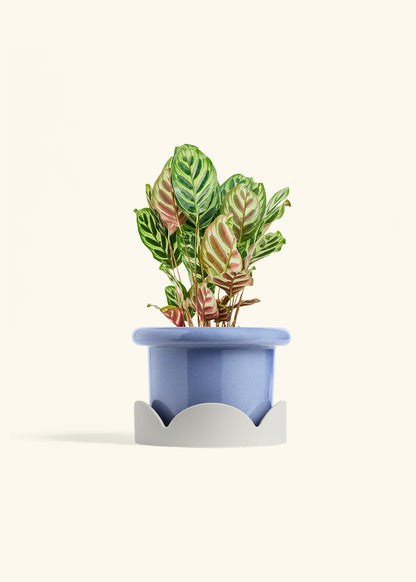 Peacock Plant in a 6 inches Fat Lip Blue Planter in a Oat Petal Drip Tray