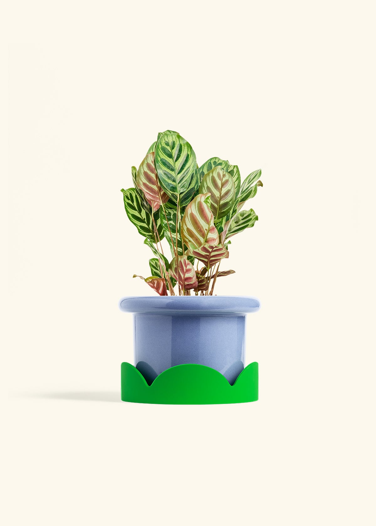 Peacock Plant in a 6 inches Fat Lip Blue Planter in a Shamrock Petal Drip Tray