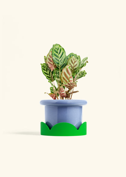 Peacock Plant in a 6 inches Fat Lip Blue Planter in a Shamrock Petal Drip Tray