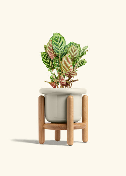 Peacock Plant in a 6 inches Fat Lip Oat Planter in a Beech Wood Stand