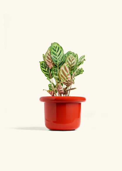 Peacock Plant in a 6 inches Fat Lip Red Planter 