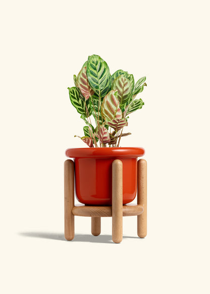 Peacock Plant in a 6 inches Fat Lip Red Planter in a Beech Wood Stand
